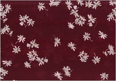 Crepe de chin daisy