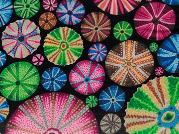 Kaffe Fassett sea urchin