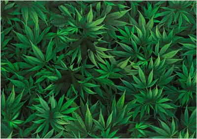 Marijuana Leaves